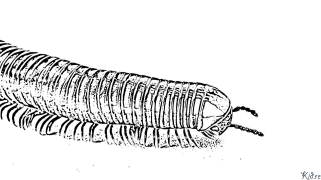 skolopendra Kolorowanki Do Druku